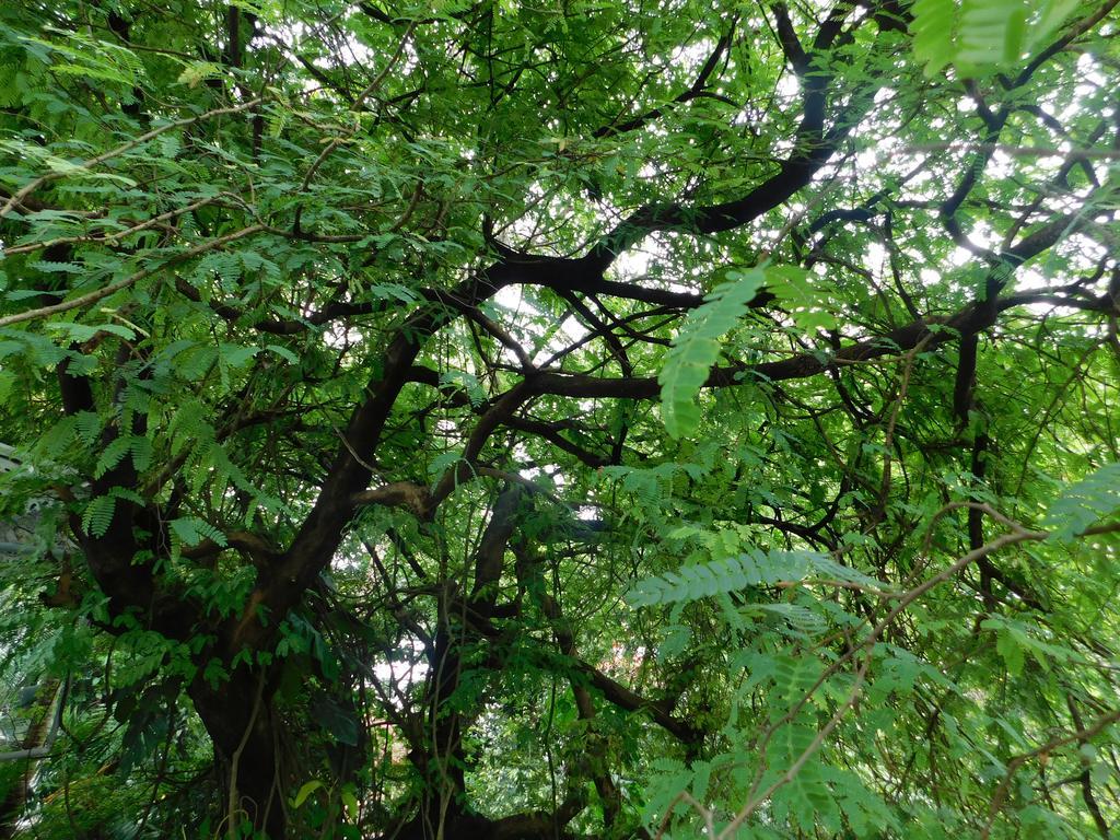 Green Woods Bethlehem Kochi Esterno foto